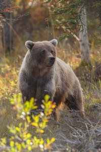 Grizzly beer in een herfstsetting van Menno Schaefer