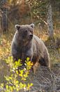 Grizzlybär im Herbst von Menno Schaefer Miniaturansicht