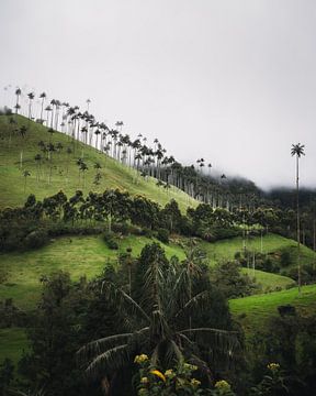 Hoogste palmbomen ter wereld in Salento, Colombia van Felix Van Leusden