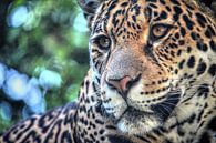 Portrait de jaguar par Fotojeanique . Aperçu