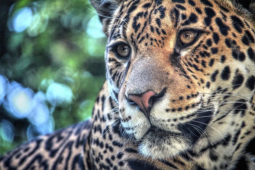 Jaguar portret  van Fotojeanique .