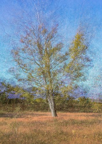 Wolfhezerheide part 40