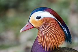 Bunte Mandarinenente