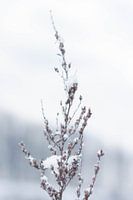 Een winterlandschap in de sneeuw