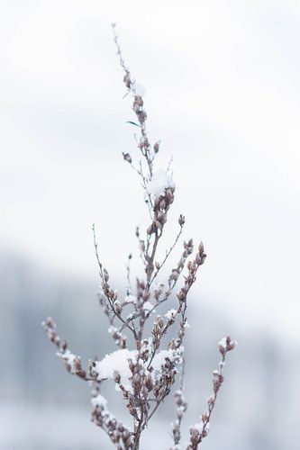 Een winterlandschap in de sneeuw