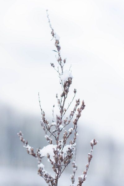 Een winterlandschap in de sneeuw by Chantal Cornet