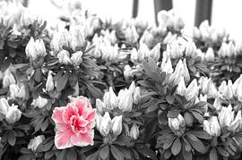 flowers by marijke servaes