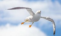 Möwe