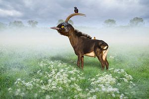 Der Vogel Antilope