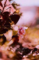 Camellia