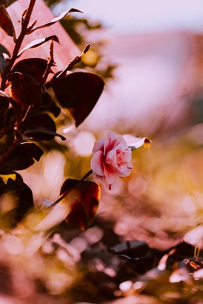 Camellia by Elien Van Moerzeke