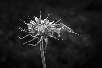 Aufgehende Sonnenblume