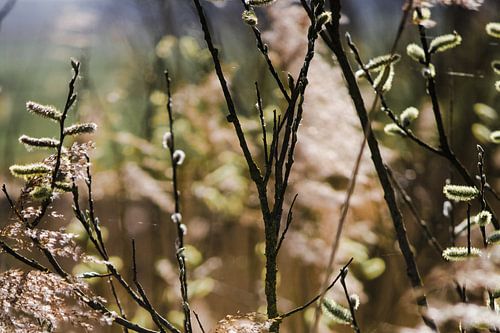 The Biesbosch in Netherland