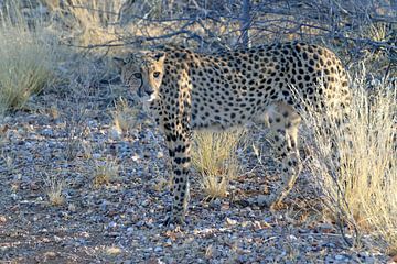 Gepard in Nambia von Merijn Loch