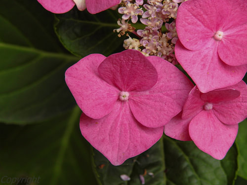 The hydrangea,