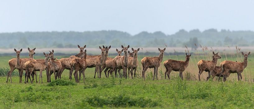 Rotwild, Standort Oostvaardersplassen von Lies Bakker