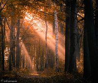 Oranje licht