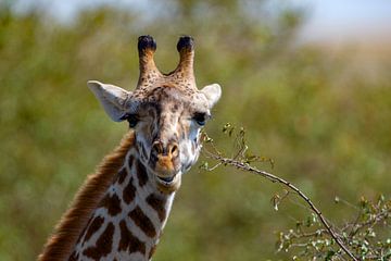 giraffe voeren van Peter Michel