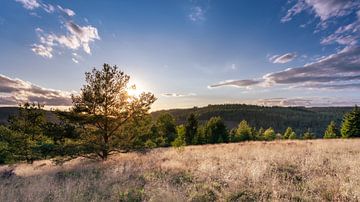 Harzer Natur von Steffen Henze