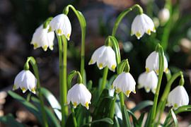 snowflake by Karina Gebert