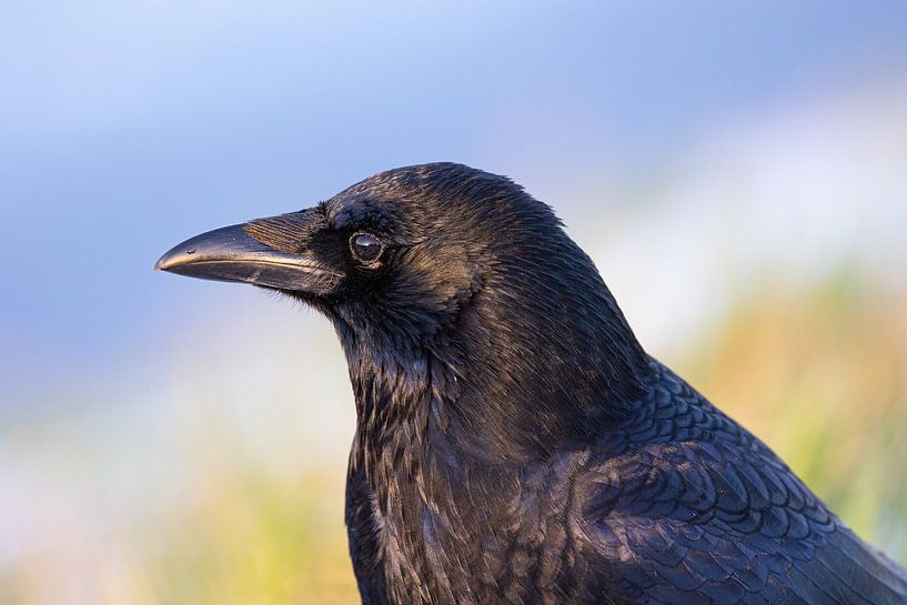 Crow by Rob Coorens