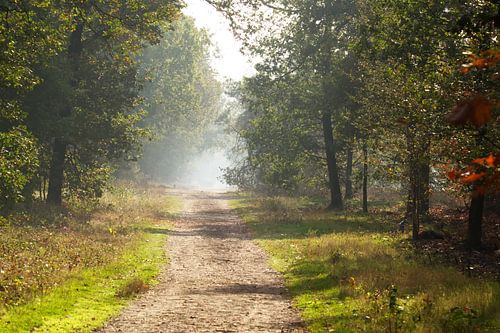 Ochtend nevel in het bos