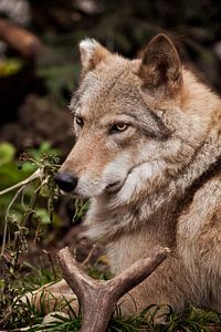 Portrait of a female wolf in the fall, prey horns. by Michael Semenov