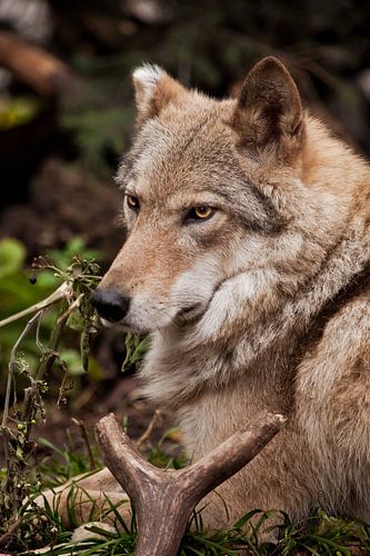 Portrait of a female wolf in the fall, prey horns.