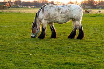 Oud Belgisch trekpaard graast rustig in de wei. van Marcel Runhart