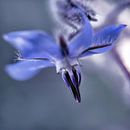 Fleur bleue par Martine Affre Eisenlohr Aperçu