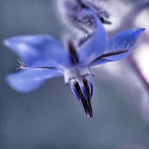 Fleur bleue