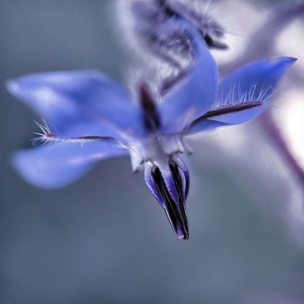 Fleur bleue par Martine Affre Eisenlohr