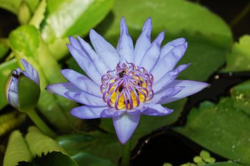 water lily by Cegar Hong GPhotographics