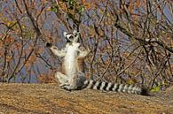 Ring-tailed Lemur by Antwan Janssen thumbnail