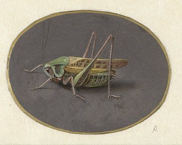 Grasshopper, Jan Augustin van der Goes