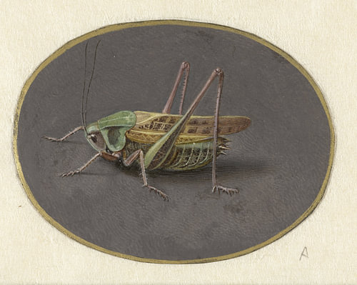 Sprinkhaan, Jan Augustin van der Goes