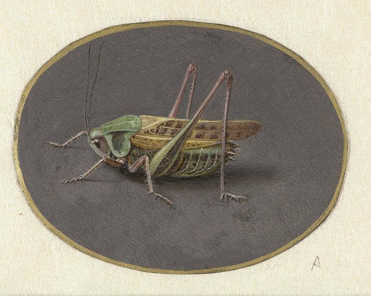 Grasshopper, Jan Augustin van der Goes von Vintage en botanische Prenten