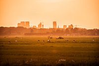 Boerenlandsschap in de polder met stad in de verte