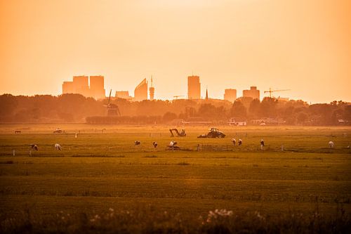 Farmland in the polder with town in the distance