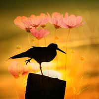Mehrfachbelichtung Wiesenvogel und Wiesenblumen