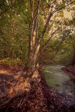 Fall in the forest by Egon Zitter