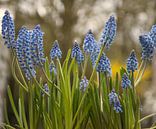 Een lente bosje bloemen voor jou van Jolanda de Jong-Jansen thumbnail