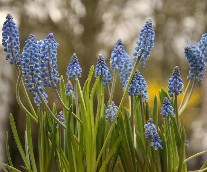 Een lente bosje bloemen voor jou van Jolanda de Jong-Jansen
