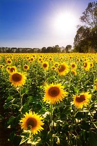 Zonnebloemen Toscane