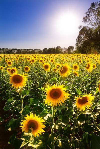 Zonnebloemen Toscane van Dennis van de Water