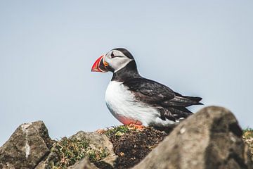 Papegaaiduiker op de Faeröer Eilanden van Expeditie Aardbol