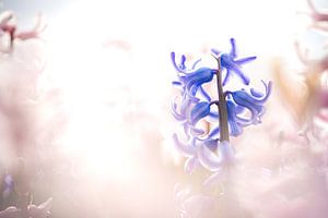 Blaue Hyazinthe im rosa Knollenfeld