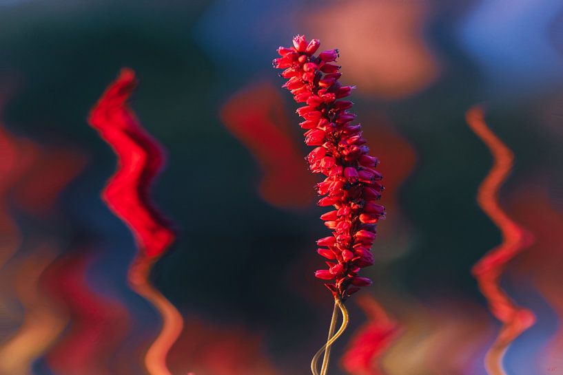Red vibration by Alida van Luijn-Toet