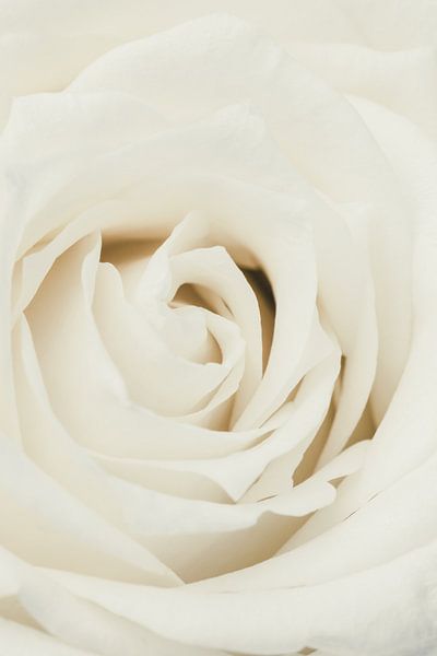 Witte roos van Pictufy Studio III