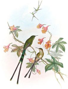 Zugträger John Gould von Hummingbirds